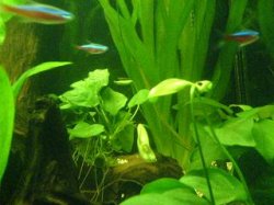 cardinal_tetras__small.JPG