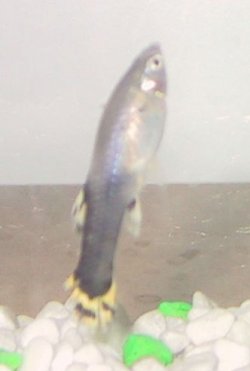 Female_Guppy_Cropped.JPG