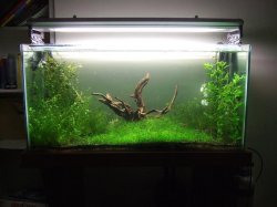 fish_tank_before_uas_001.JPG