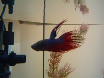 Betta_pic1.JPG