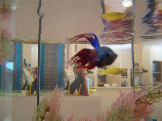 Betta_pic_2.JPG