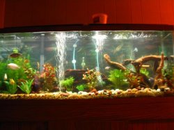 fish_tank_025a.JPG