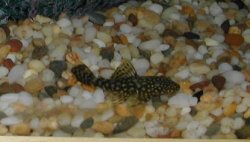 Bristlenose_Flash2.JPG