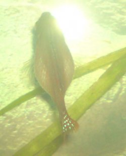 gourami2.JPG