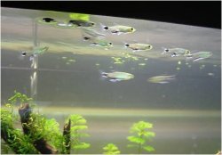 Dawn_tetras.jpg