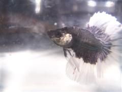 Vals_Betta_fish_002__WinCE_.jpg