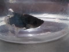 Vals_Betta_fish_010__WinCE_.jpg