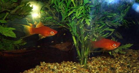 swordtails.jpg