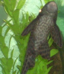 Pleco_5_2.jpg