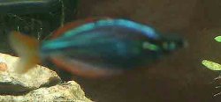 dwarf_rainbowfish_b.jpg