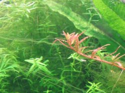 rotala.JPG