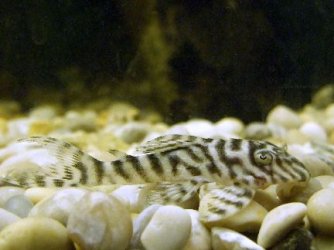 babyplec1.jpg