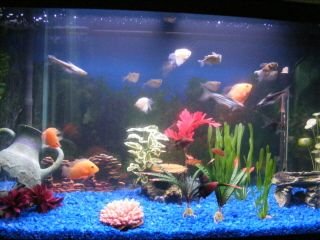 Fish_Tank_011.jpg