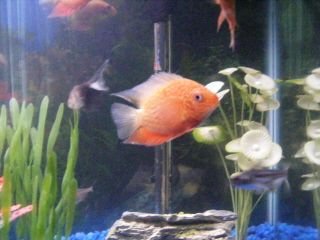 Fish_Tank_021.jpg