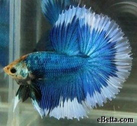 halfmoonbetta.jpg