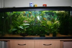 fish_tank_003.jpg