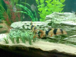 loaches.jpg