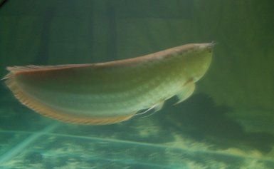 arowana_1_forum.jpg