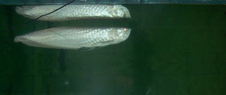 arowana_2_forum.jpg