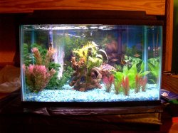 Fish_Tank_00001.JPG