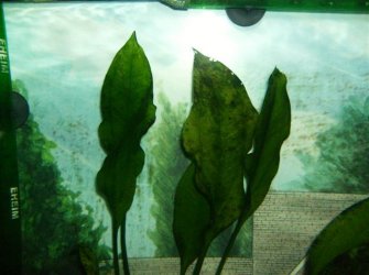 Fishtank_Algae__1_.jpg