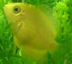 Female_Severum.JPG