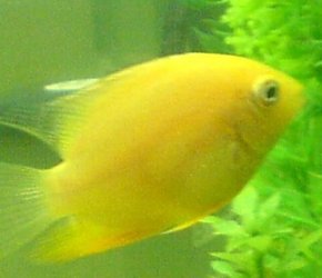 Male_Severum.JPG