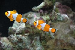 fishtank_027.jpg