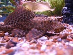 pleco.JPG