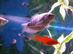 gourami.JPG