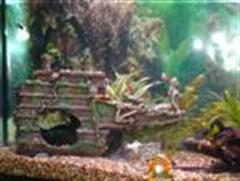 fish_tank_004__Custom_.jpg