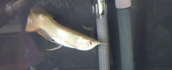 Silver_Arowana_006.jpg