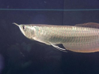 Silver_Arowana_026.jpg