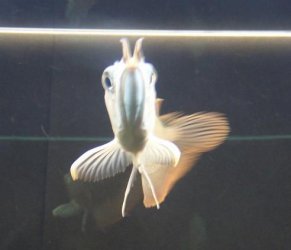 Silver_Arowana_043.jpg