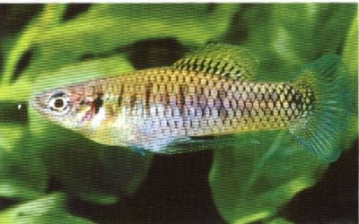 Pseudoxiphophorus_jonesii.jpg