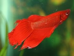 betta_023___Copy.JPG