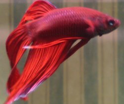 Male_betta.JPG