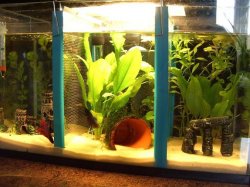 betta_tank_009.jpg