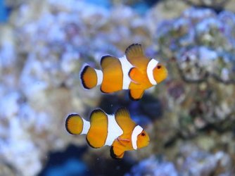 clownfish.jpg