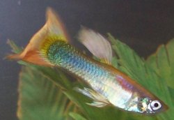 Male_Guppy_01.03.08___Forum.JPG