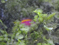 purple_anthias_lr.jpg