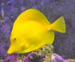 yellow_fish_lr.jpg