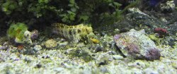 blenny__.jpg