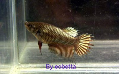 gold_crowntail_female.jpg