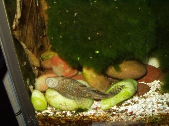 bristlenose_famale_24.01.08.jpg