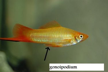 swordtail2.jpg