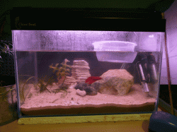 bettas_0045.gif