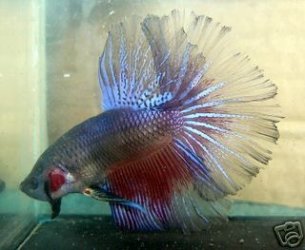 my_new_betta.jpg