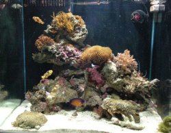 fishtank_053.jpg