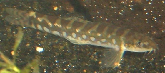 4_17_08_loaches_006.jpg